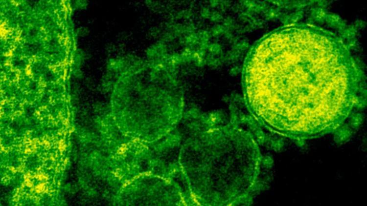 Bilim insanları 100 milyon yıldan 'uyuyan' mikropları canlandırdı