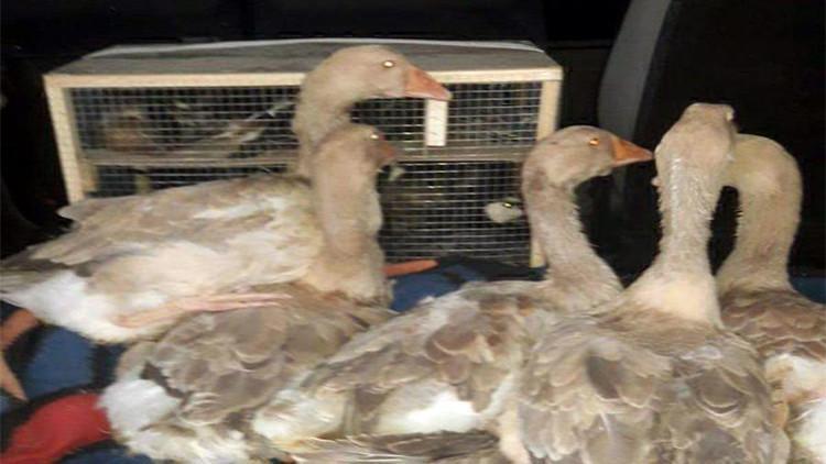 Edirne'de yurda kaçak sokulan kaz, ördek ve bıldırcın ele geçirildi