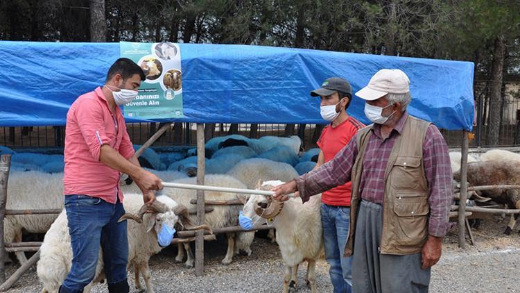Salgına dikkat çekmek için pazarda koyunlarına maske taktı