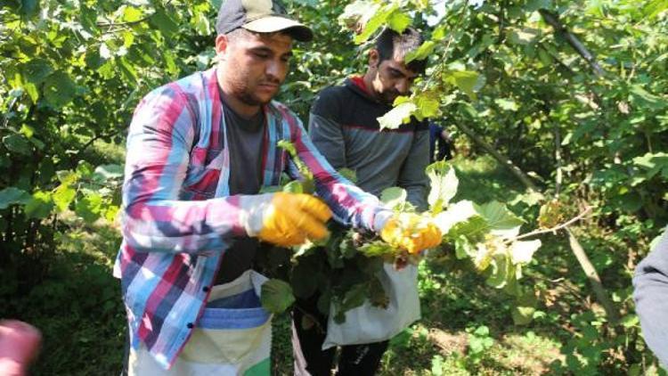 Ordu'da fındık hasadı erken başladı