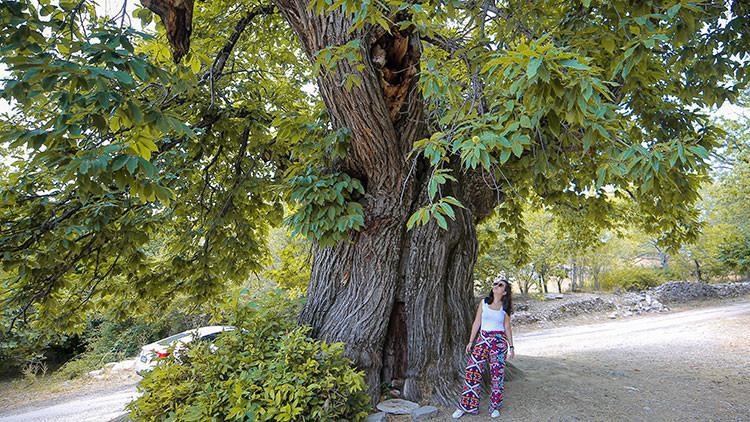 Antalya'da asırlık kestane ağacı ziyaretçilerin ilgisini çekiyor