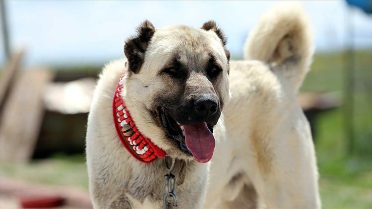 Bakan Varank duyurdu! Kangal köpekleri ile ilgili önemli gelişme