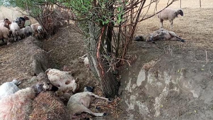 Yıldırım isabet eden sürüdeki 40 koyun öldü, 10'u yaralandı