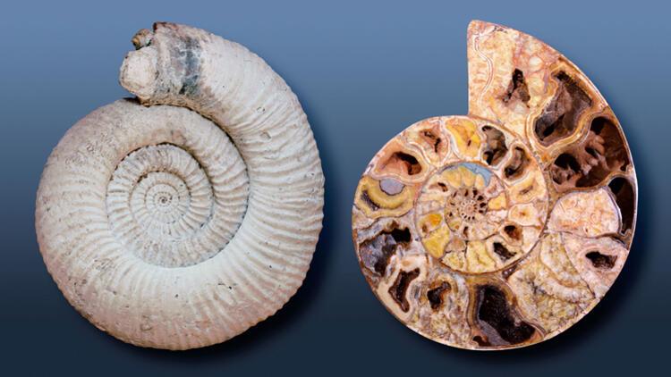 ammonit tasi nedir nerelerde ve nasil bulunur ammonit tasi nasil anlasilir ozellikleri ve faydalari mahmure