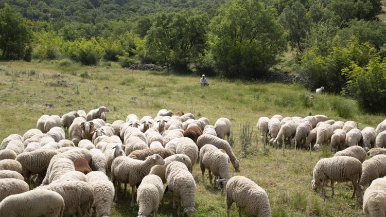 Tescilli Balıkesir kuzu etine, güvenli gıda takip sistemi geliyor