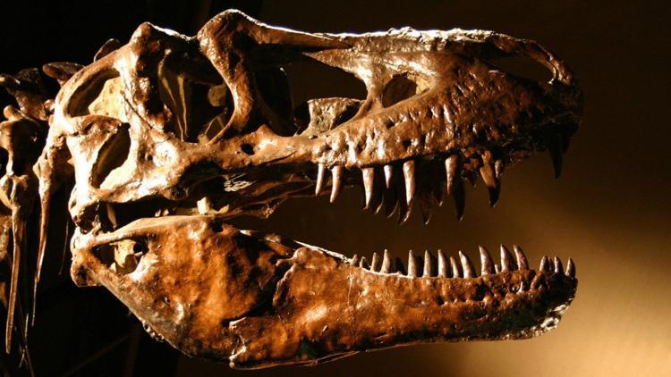 İngiltere'de T-Rex'in kuzeni yeni bir dinozor türü keşfedildi