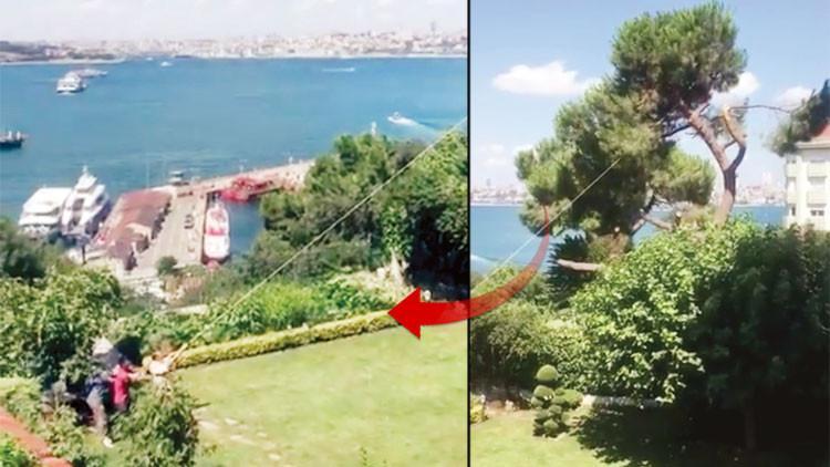 Boğaz’daki tarihi fıstıkçamını kestiler! Bahane: 'Ağaç çürük, çocuklar altında oynuyordu'