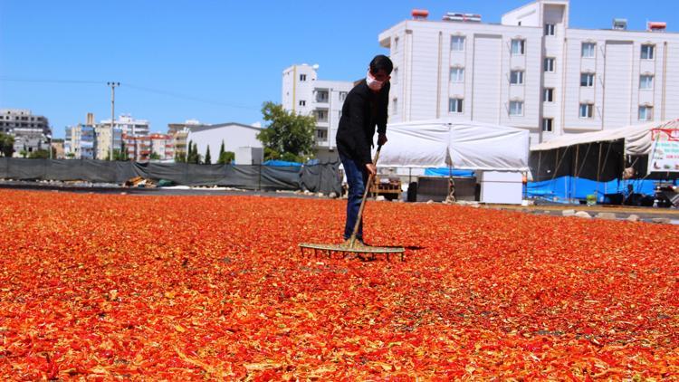 Mutfakların sevilen acısı isotun tarladan sofraya yolculuğu