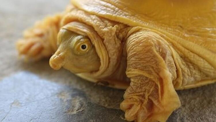 Nepal’de dünyanın 5’inci altın renkli kaplumbağası bulundu