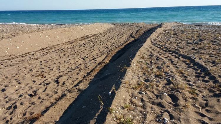 Antalya'da sahilde kaplumbağa yuvalarının iş makinesiyle dağıtılmasına 442 bin lira ceza!