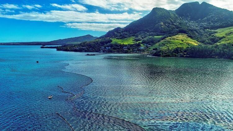 Mauritius'ta çevre felaketi büyüyor! Mangrov ormanları yok olabilir