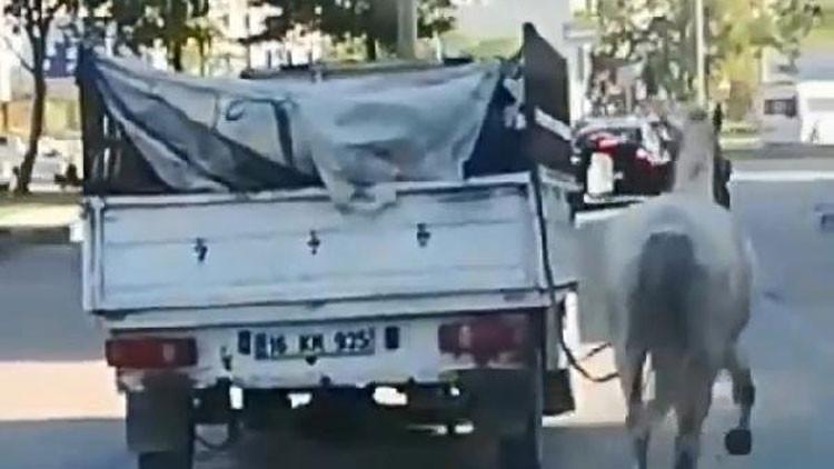 Atı kamyonetin arkasına bağlayıp koşturmuştu... Cezasız kalmadı!