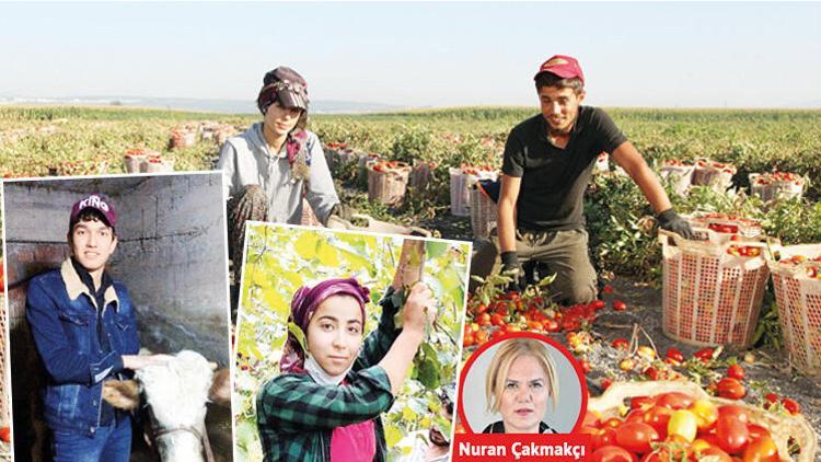 Tarlada açan gurur çiçekleri