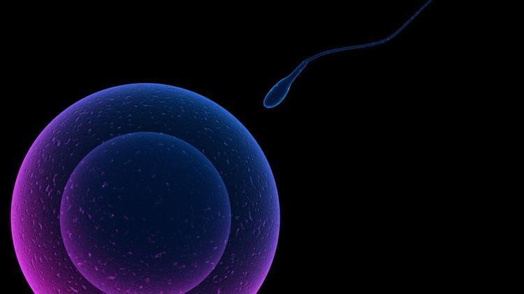 Azospermi nedir, nasıl tedavi edilir?