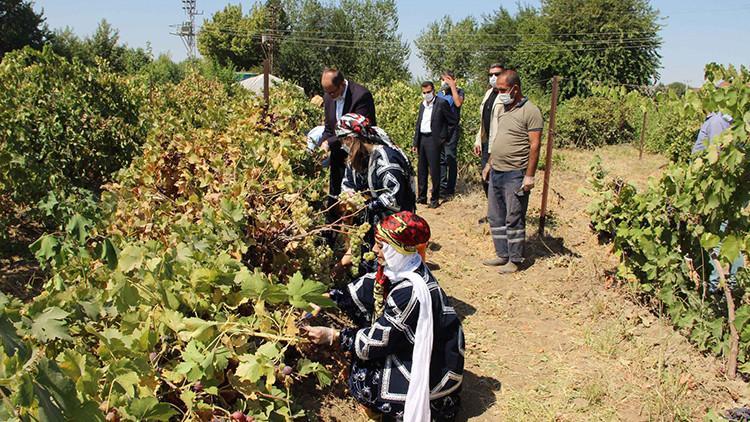 Diyarbakır'da, bağ bozumundaki hasat asker ve sağlık çalışanları için yapıldı