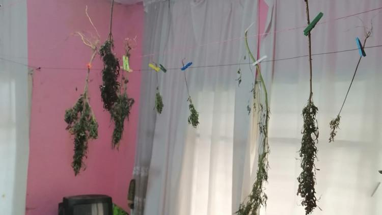 Adana'da şeker hastalığına iyi geldiği için Hint keneviri yetiştirdiğini öne sürdü