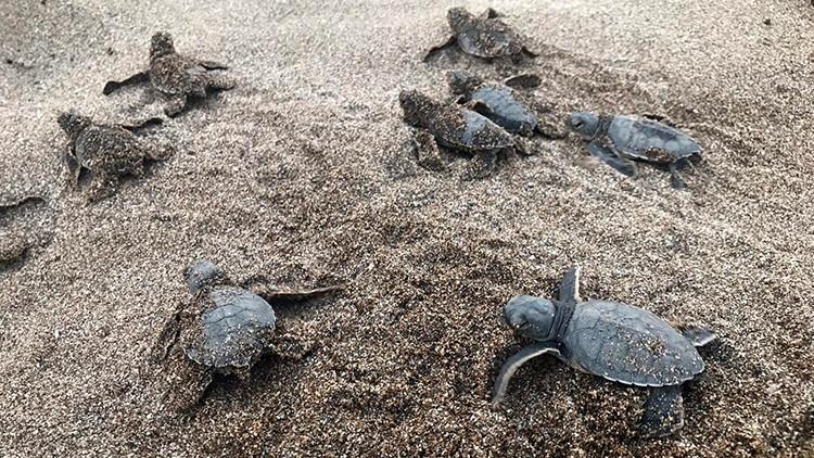 Alanya'da caretta carettalar denizle buluştu