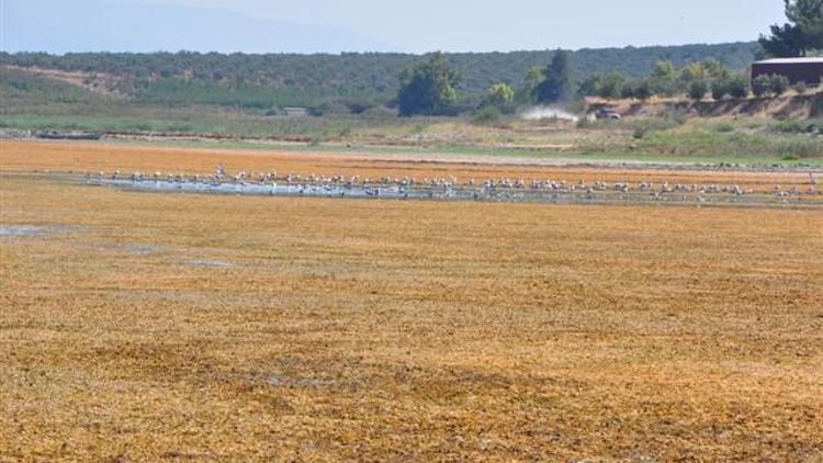 'Kuş Cenneti' olarak biliniyor... Korkutan görüntü