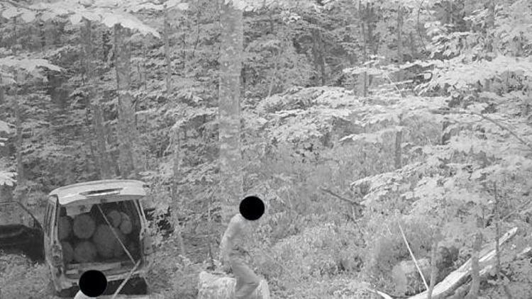 Kaçak ağaç keserken fotokapana yakalandı
