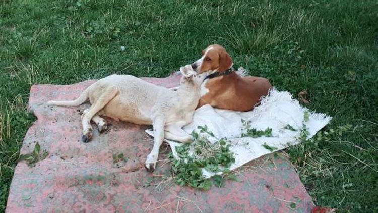 Köpekle kuzunun dostluğu