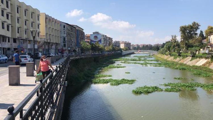Asi Nehri'de su sümbülleri yine görülmeye başladı