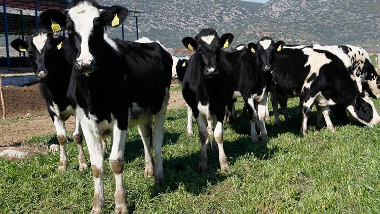 Genetik kurgulama, 'süper baba' hayvanlar üretebilir