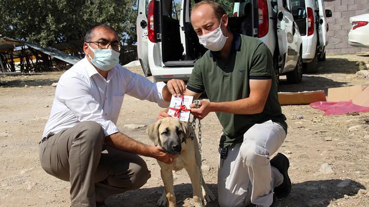 Uşaklı yetiştiricinin, kangal köpeği isteğini CİMER geri çevirmedi