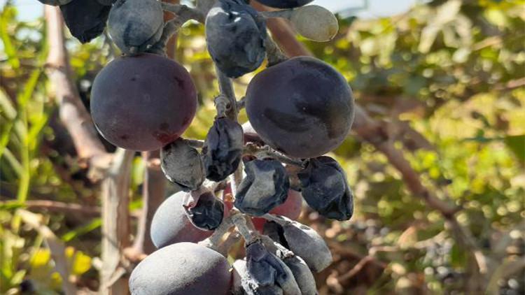 Kahta’da görülen 'Udumbara çiçeği' meraklıların akınına uğradı