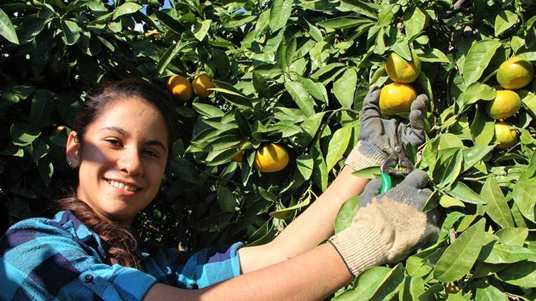 Satsuma cinsi Gümüldür Mandalinasına coğrafi işaret tescil belgesi