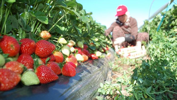 Longoz ormanlarında yöresel tatlar... İğneada’da doğa ve tarihle iç içe gastronomi turu