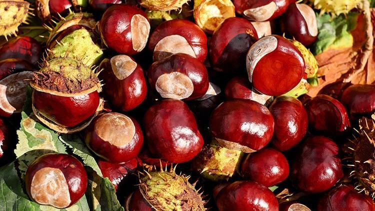 Aydın Kestanesi Avrupa Birliği’nde Coğrafi İşaret olarak tescil edildi