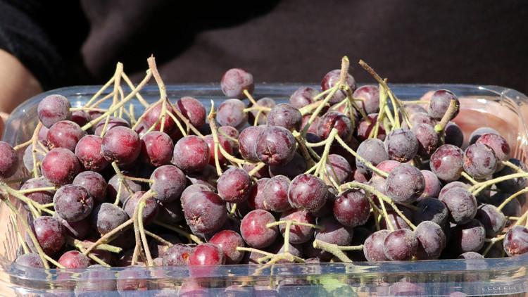 "Süper meyve" Trabzon'da üreticilerin gelir kapısı olacak