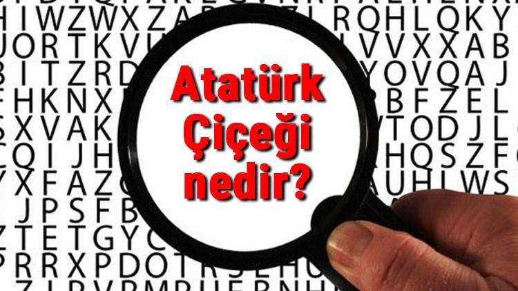 Atatürk Çiçeği nedir? Atatürk Çiçeği nasıl bakılır ve çoğaltılır? Atatürk Çiçeği bakımı, çeşitleri ve hastalıkları
