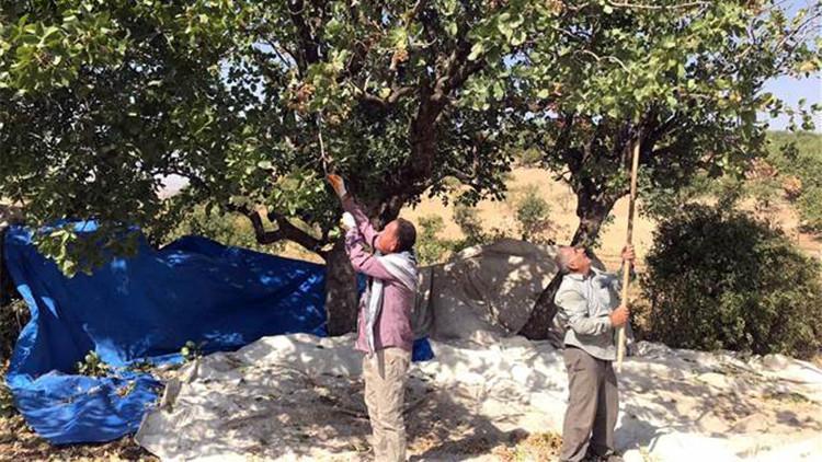 Fıstık işçileri randevuyla çalışmaya başladı