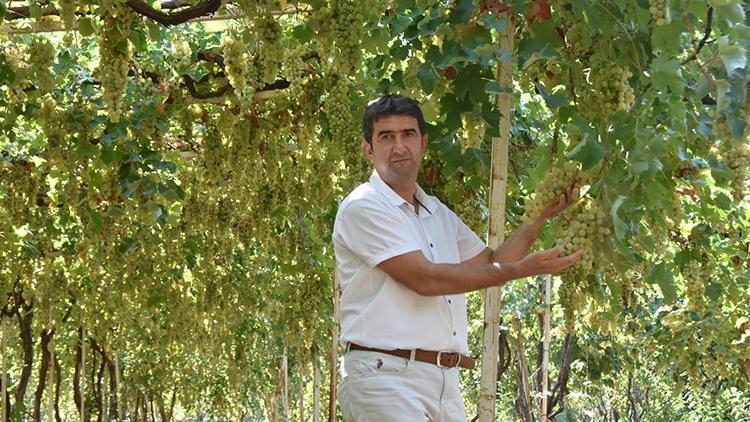 Likyalılardan kalan miras: Margaz üzümü