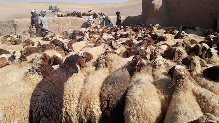 Barış Pınarı Harekatı bölgesinde binlerce hayvan aşılandı
