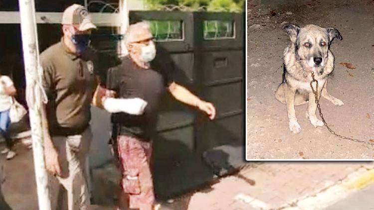 Son dakika haberi: Komşu dehşeti! Köpek katili serbest