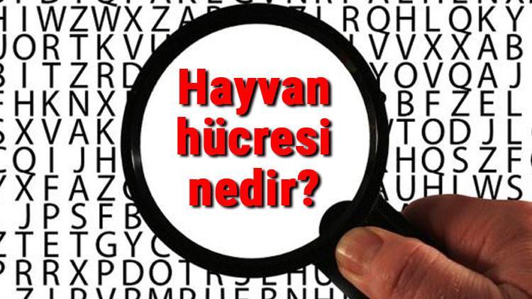 Hayvan hücresi nedir? Hayvan hücresi özellikleri nelerdir? Hayvan hücresi organelleri ve görevleri