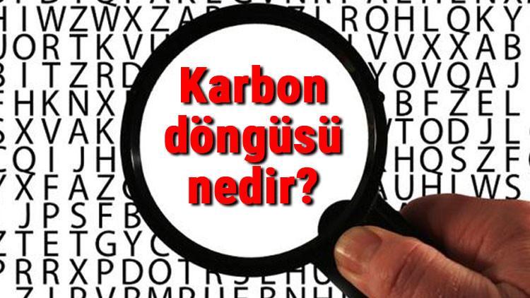 Karbon döngüsü nedir ve nasıl gerçekleşir? Karbon döngüsü aşamaları, yararları ve zararları