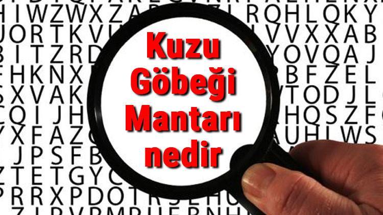 Kuzu Göbeği Mantarı nedir ve nerelerde yetişir? Kuzu Göbeği Mantarı nasıl pişirilir ve faydaları