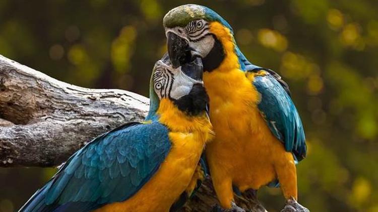 Karantinadaki papağanlar birbirlerine küfür öğretti!