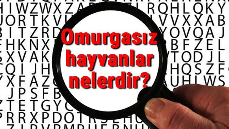 Omurgasız hayvanlar nelerdir? nasıl çoğalır ve kaça ayrılır? Omurgasız hayvanların özellikleri ve isimleri