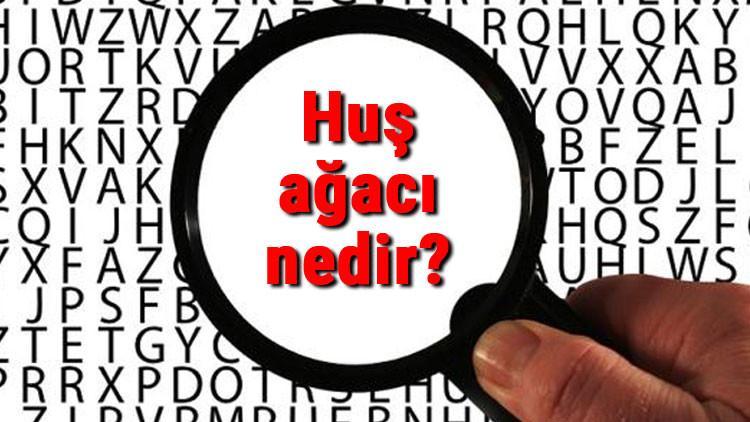 Huş ağacı nedir ve nerede yetişir? Huş ağacı özellikleri ve faydaları
