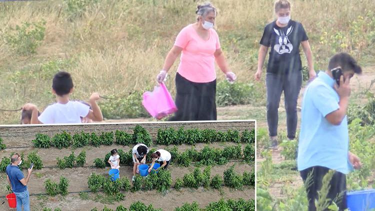 Son dakika haberler... İstanbul'da taze ve organik ürün için tarlalara akın