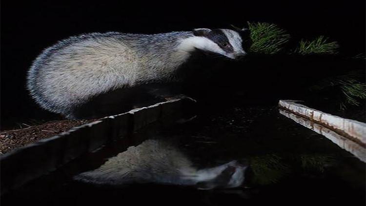 Toroslar'daki yaban keçileri "fotokapan"la görüntülendi