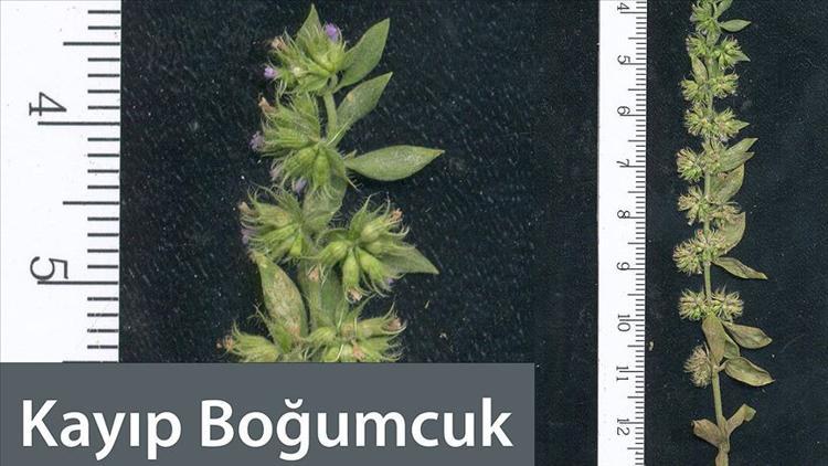 'Kayıp Boğumcuk' Micromeria (Boğumlu Çay) bitkisi nedir?