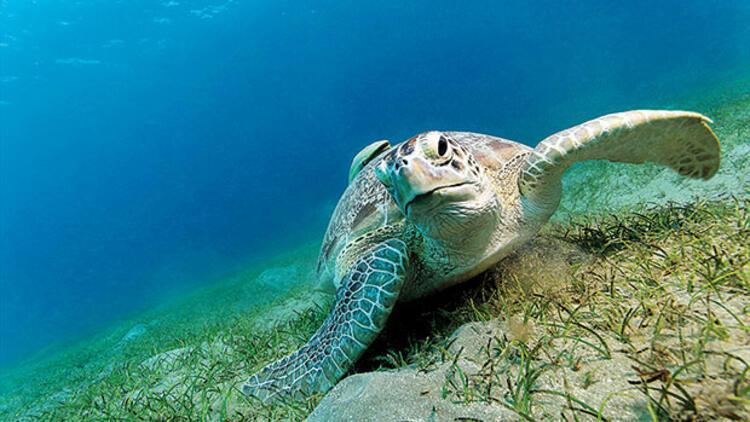 Caretta Tuba’nın peşinde... Kıyı kıyı, ada ada Akdeniz ülkeleri