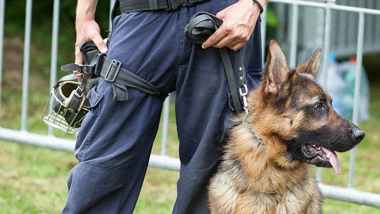 ABD ordusunda yeni dönem... Görevli köpeklerde artırılmış gerçeklik teknolojisi deneniyor