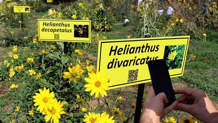 Dünya Ayçiçeği Koleksiyonu'na online ilgi... Karekod uygulaması ile tanıtılıyor