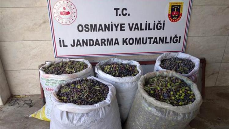 Zeytin ağaçlarının meyvelerini çalan şüpheli yakalandı